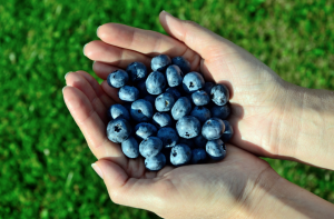 Bilberry on hand